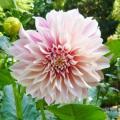 Dahlia Cafe au Lait