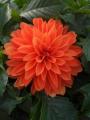 Dahlia Hypnotica Orange 