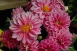 Dahlia Hypnotica Pink