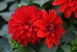 Dahlia Hypnotica Red