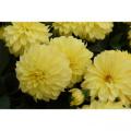 Dahlia Hypnotica Yellow