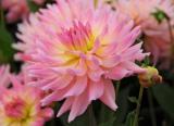 Dahlia Melody Gypsy