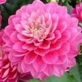 Dahlia Melody Pink Allegro