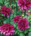 Dahlia Babylon Purple 