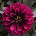 Dahlia City Lights Purple