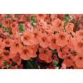 Diascia My Darling Tangerine