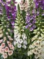 Digitalis Dalmatian Mix