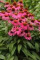 Echinacea PowWow Wild Berry