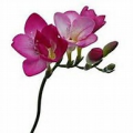 Freesia - Not produced in 2018 -