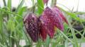 Fritillaria Meleagris (Forced)