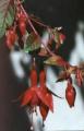 Fuchsia Autumnale Red/Gold