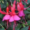 Hardy Fuchsia Beacon