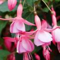 Hardy Fuchsia Beacon Rose