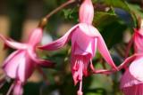 Hardy Fuchsia Beacon Rose