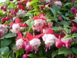 Fuchsia Bouffant