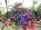 Hanging Basket Fuchsia Combo