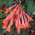 Fuchsia Up Gartenmeister Orange