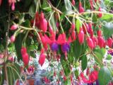 Fuchsia Multa