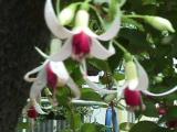 Fuchsia Princessita