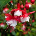 Hardy Fuchsia Snow Cap