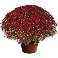 Garden Mum Aideen Red Fire Decorative 