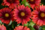 Gaillardia Mesa Red