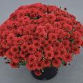 Garden Mum Red Hots Decorative 