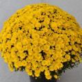 Garden Mum Zinger Yellow Decorative 