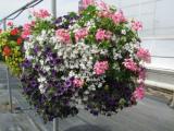 Hanging Basket Mix Sun