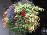 Hanging Basket Mix Shade