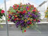 Hanging Basket Calibrachoa w/ Lotus Vine