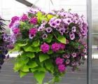 Hanging Basket Mix Sun