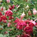 Fuchsia Hardy Garden News