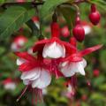 Fuchsia Hardy Snow Cap