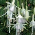 Fuchsia Hardy Hawks Head