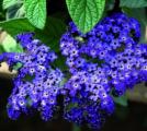 Heliotrope Marino Blue