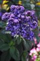 Heliotrope Fragrant Delight