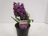 Hyacinth Purple Sensation (Forced)