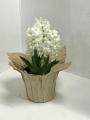 Hyacinth White Pearl (Forced)