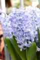 Hyacinth Blue Eyes