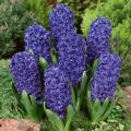 Hyacinth Blue Pearl (Natural)