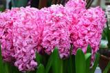 Hyacinth Pink Pearl (Natural)