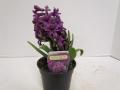 Hyacinth Purple Sensation (Natural)