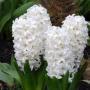 Hyacinth White Pearl (Natural)