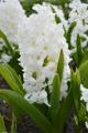 Hyacinth Polar Giant White (Natural)