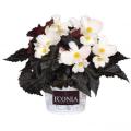 Begonia I'conia Upright White