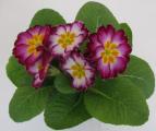 Primrose Hethor Giant Purple Flame