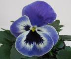 Pansy Spring Matrix Blue Wing - Not Grown 2018