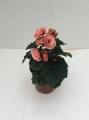 Begonia Rhine Borias Pink