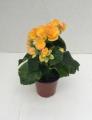 Begonia Rhine Nadine Yellow